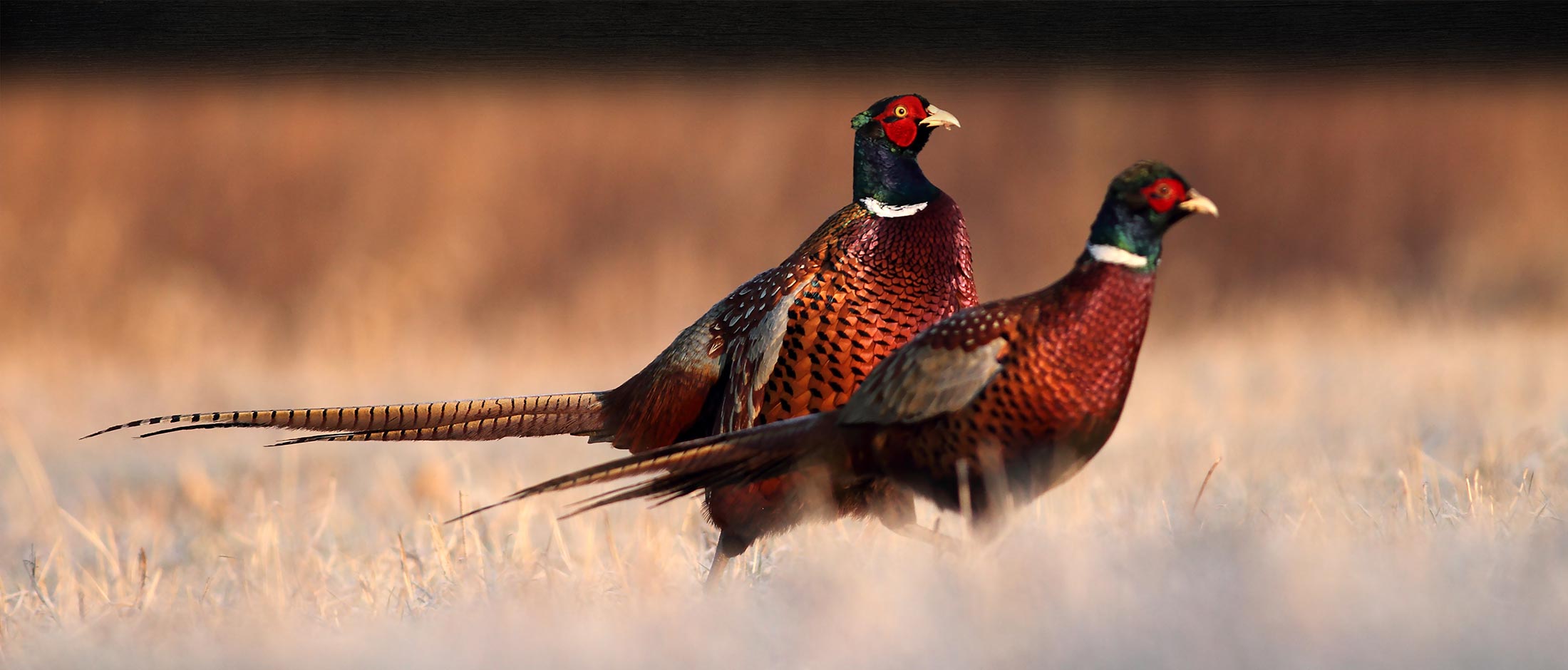 Pheasant Hunting Wisconsin | Farm Raised Perch | Cedar Hill Game Farm