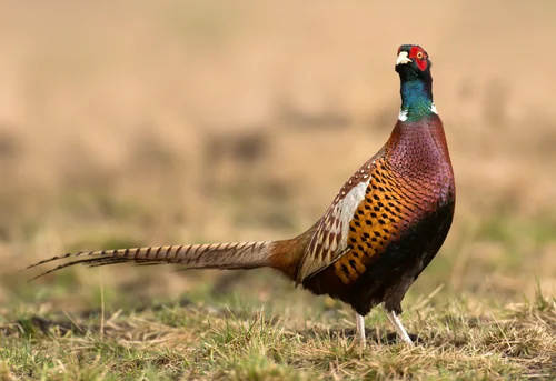 Rooster